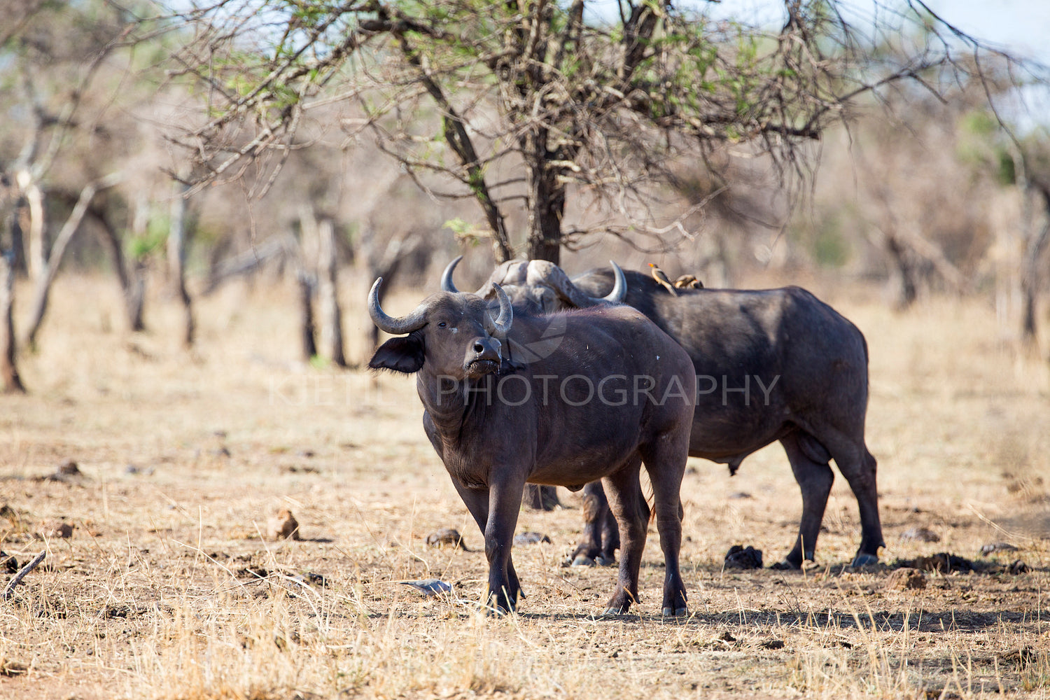 Two big buffaloes in africa