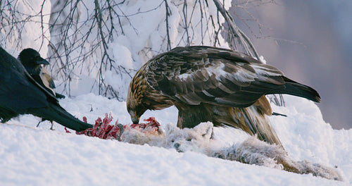 Close-up of golden eagle looking for rivals in the mountains at winter