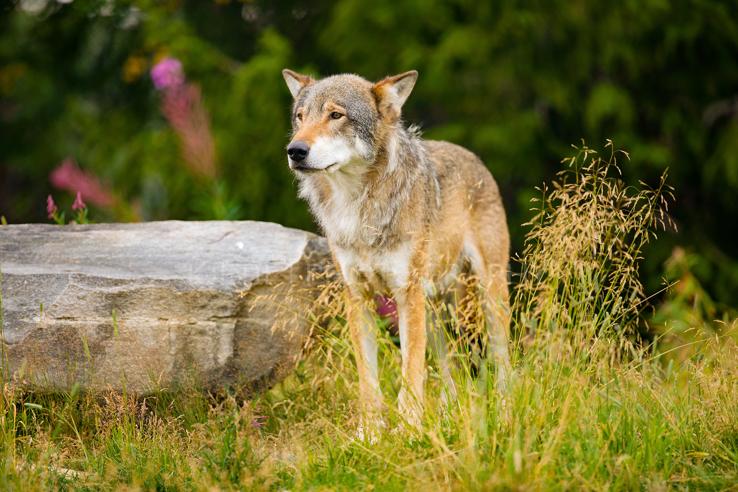 Wolf Standing On Field By Rock In Forest