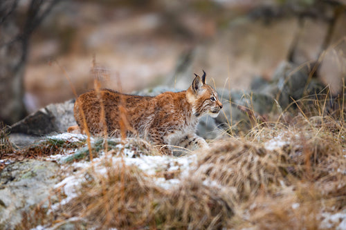 Young eurasian lynx lurking silent in the forest at early winter