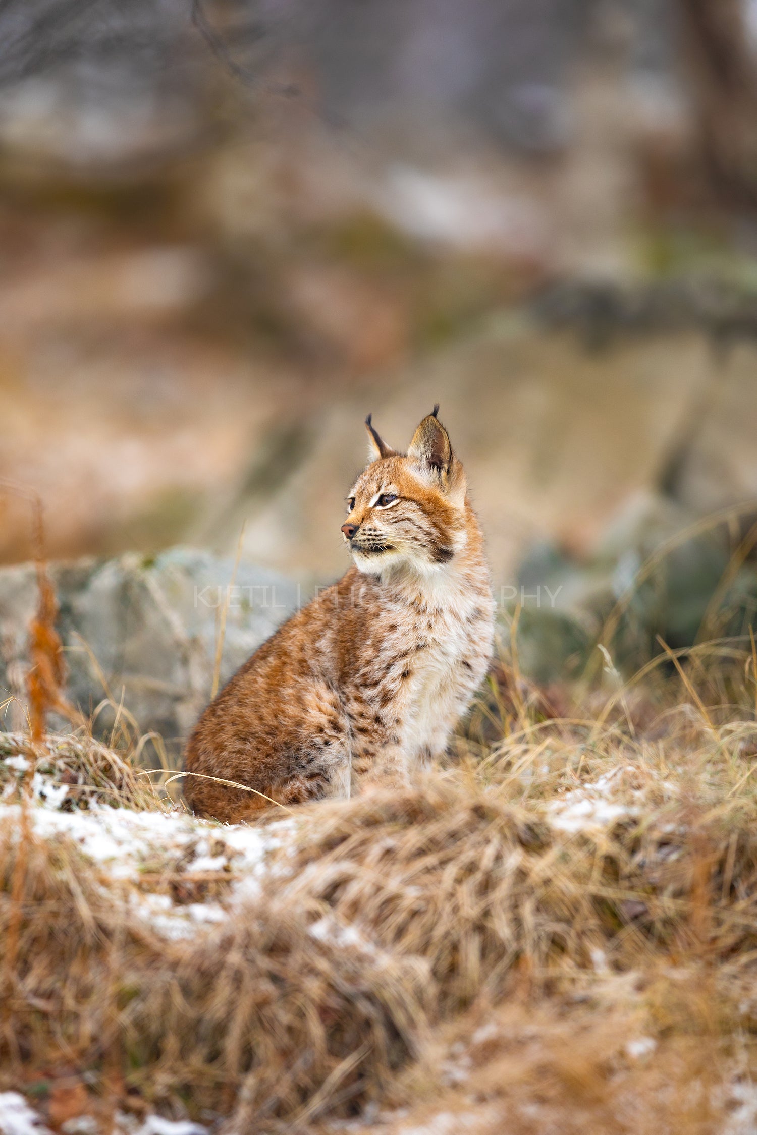 Eurasian lynx look sideways in the forest at winter
