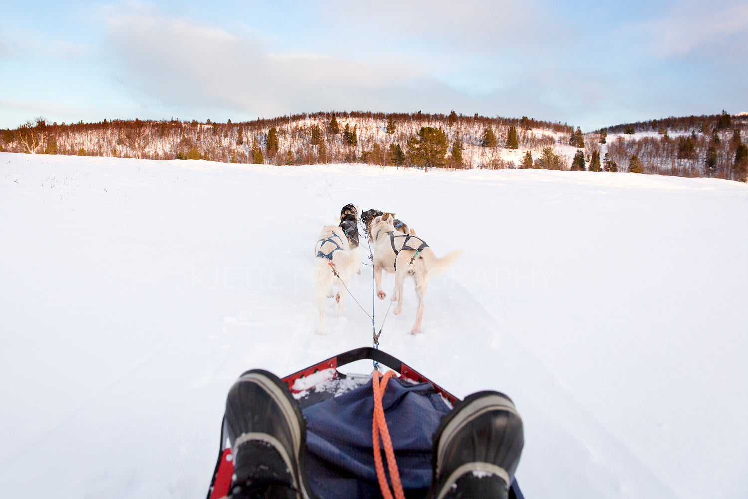 Sledding with husky dogs in the winter