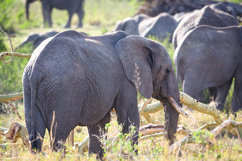 Group of large elephants walking in Serengeti
