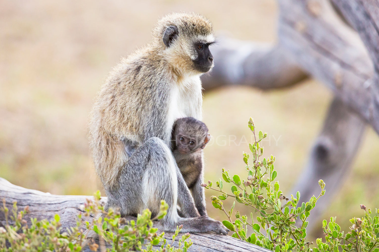 African monkey and her baby sits together