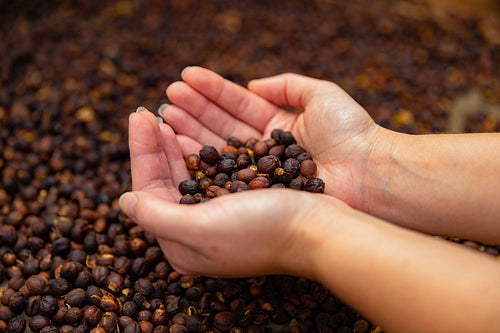 Top view of female Worker Examines Dried Organic Raw Coffee Beans