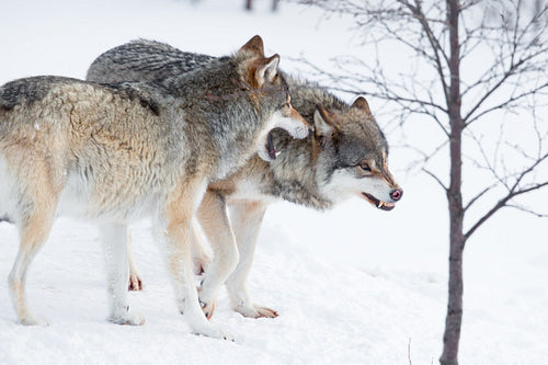 Wolf pack in the winter