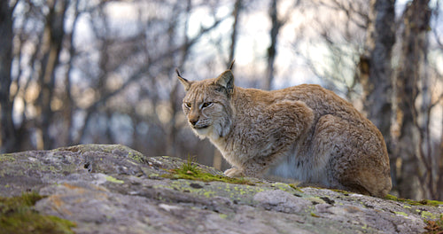 Eurasian lynx rests on a rock in forest environment