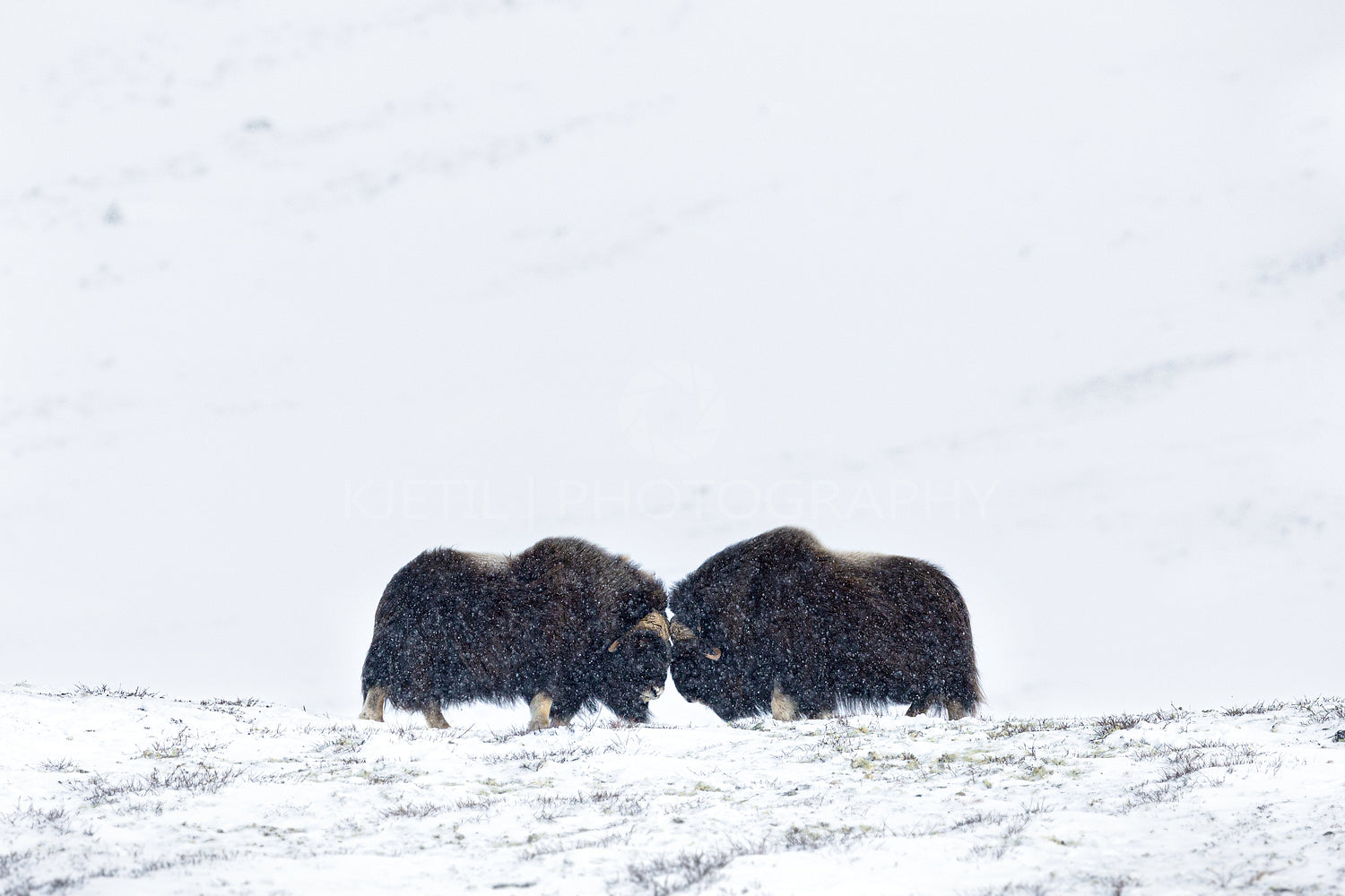Musk Ox Head-Butting Fight in Dovre mountains in snow blizzard in winter