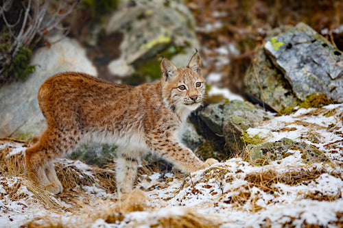 Beautiful eurasian lynx walks in the forest at early winter