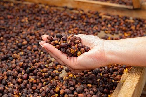Female Employee Holding Organic Raw Coffee Beans