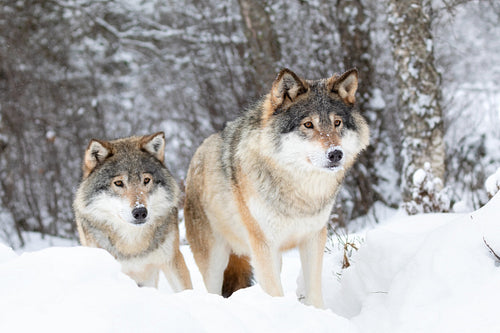Two magnific wolves in wolf pack in cold winter forest