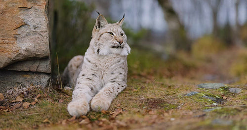 Close-up of a Eurasian lynx lying beside a rock in forest