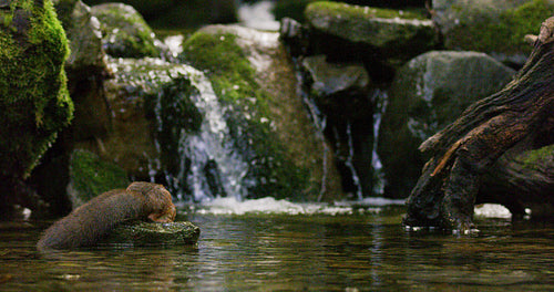 Red squirrel jump from a rock with a nut in the mouth and shake off water