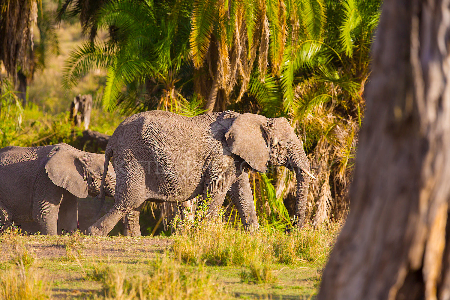 Group of large elephants walking in Serengeti
