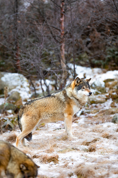 Magnificent alpha male wolf in pack standing in the forest