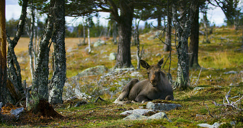 Young moose calf lying on the forest floor resting