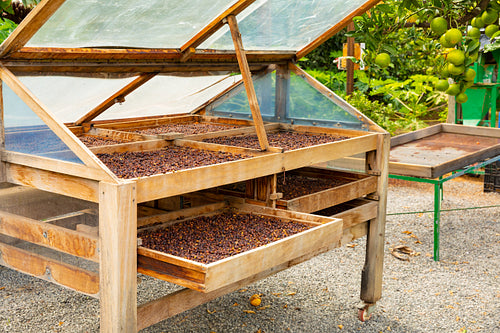 Organic Coffee Beans Drying In Crates Outdoor