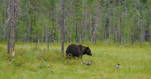 Big adult brown bear walking free in beautiful nature