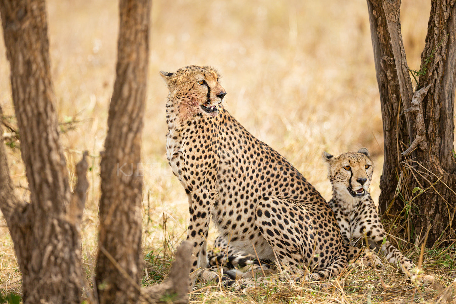 Two beautiful cheetahs rests under a tree in Serengeti