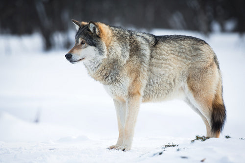 Wolf in the winter