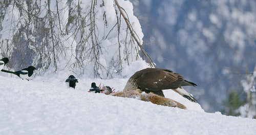 Brutal golden eagle tear off meat from dead fox in the mountains at winter
