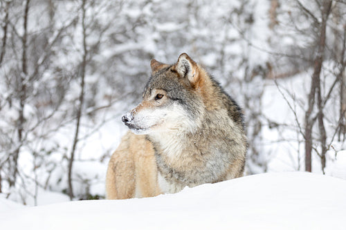 One wolf standing in beautiful snow covered winter forest