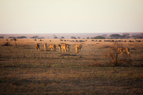 Large lion pride walking in Serengeti