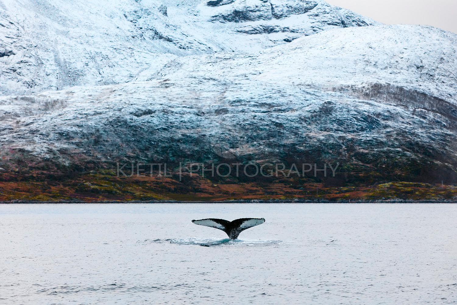 Humpback whale tale fin in the arctic