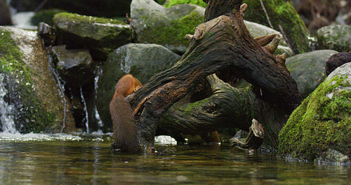 Beautiful red squirrel eating nuts at tree trunk in the water
