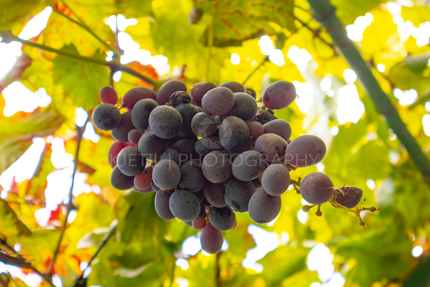 Close-Up Of One Grape Bunch At Organic Vineyard Against Sky