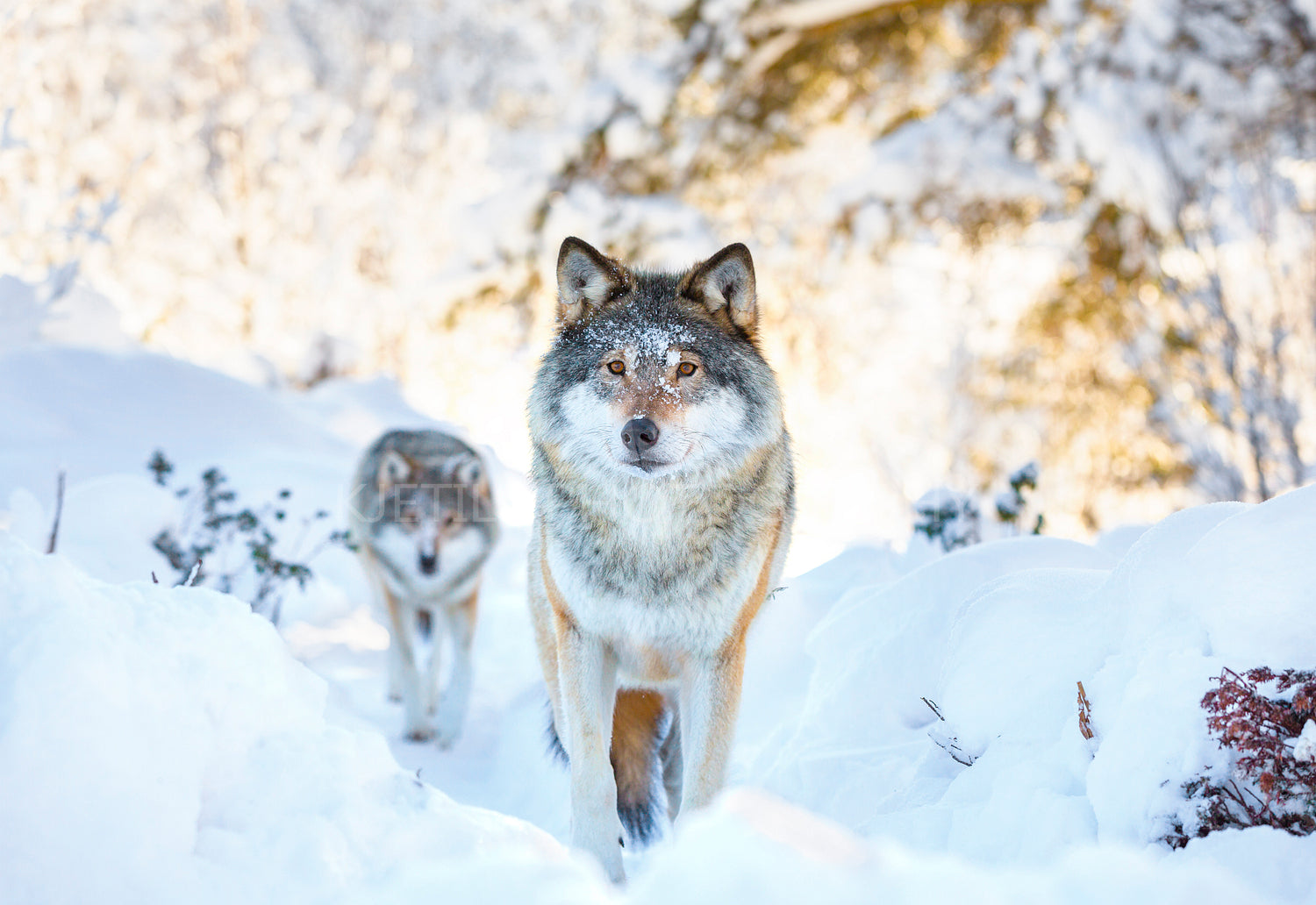Two wolves in cold winter forest