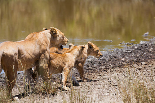 Lion mother and cubs in Tanzania