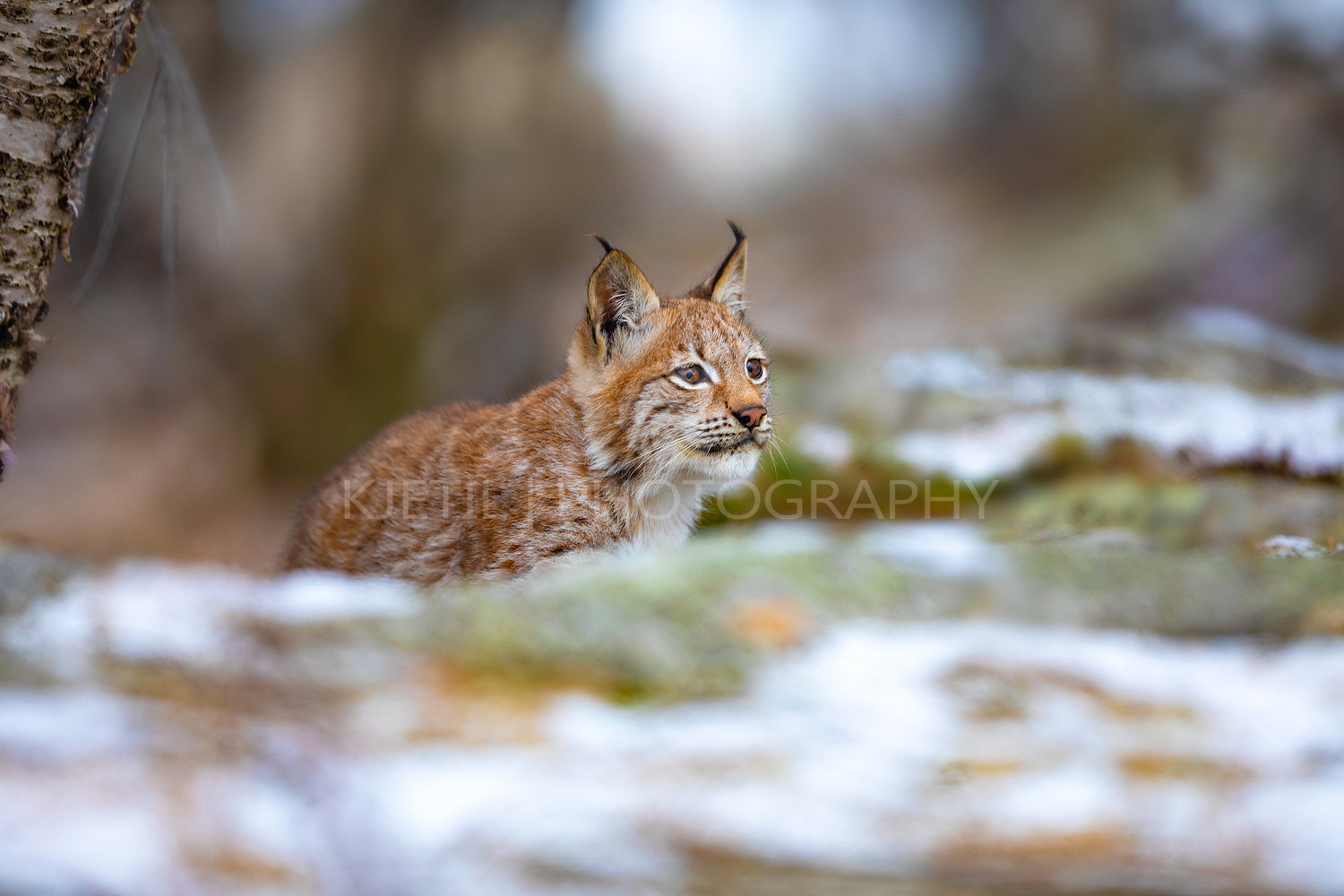 Focused eurasian lynx walking silent in the forest at early winter