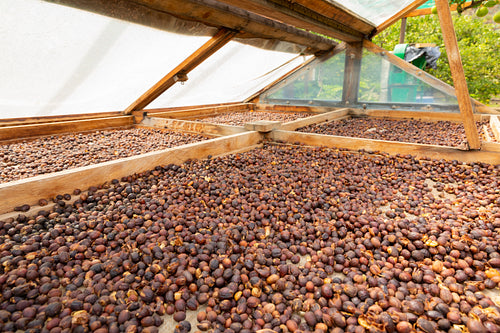 Organic Raw Coffee Beans Drying In Wooden Crate