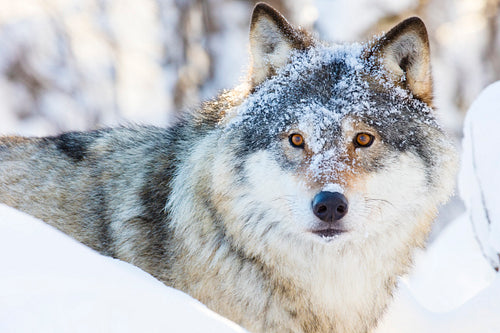 Wolf standing in beautiful winter forest