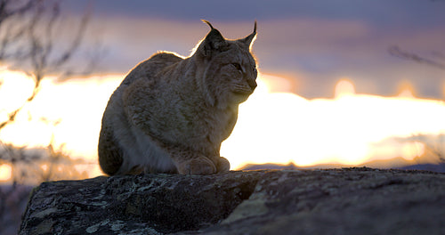 Eurasian lynx sitting on a mountain rock in beautiful evening light
