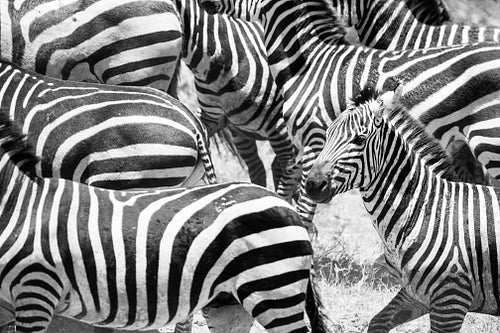 Close up of running zebras in Africa