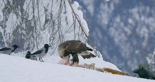 Large and aggressive eagle scares away another eagle from food in the mountains at winter