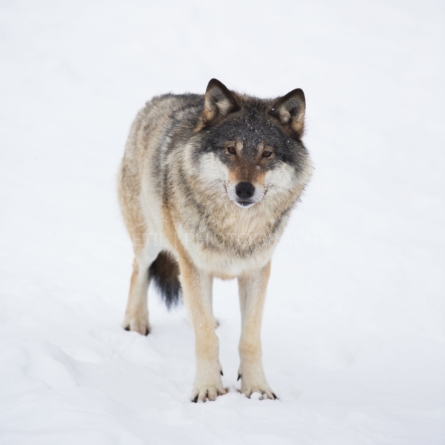 One Wolf Alone in the Snow