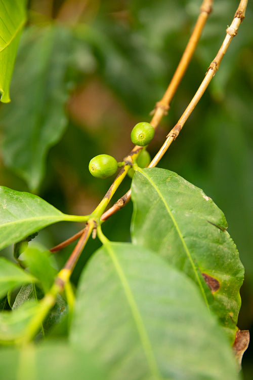 Close-Up Of Fresh Coffee Fruits Growing In Farm
