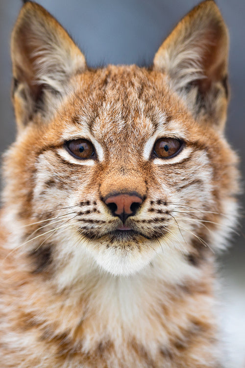 Close-up portrait of eurasian lynx in the forest