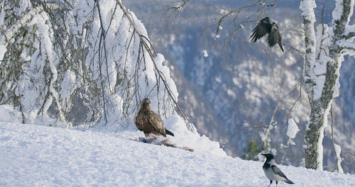Large golden eagle see danger and fly away from prey at mountain at the winter