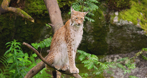 Lynx sitting on tree in forest