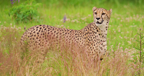 Alert cheetah standing on field in forest