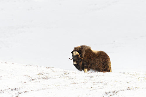 One Musk Ox in Dovrefjell mountains in the cold winter, Norway.