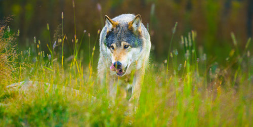 Wild male wolf walking in the grass in the autumn colored forest