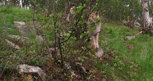 Playful young european lynx running in the forest a summer evening