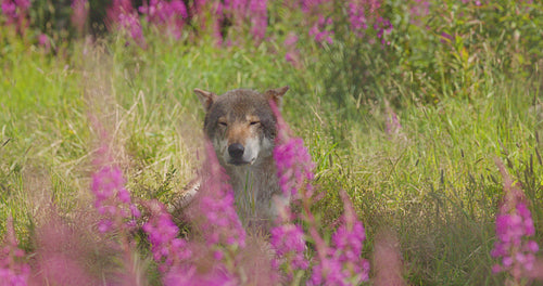 Sleepy large adult male grey wolf rests in a meadow and grass in forest