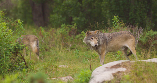 Two wolves in a wolf pack walking in the forest at summer