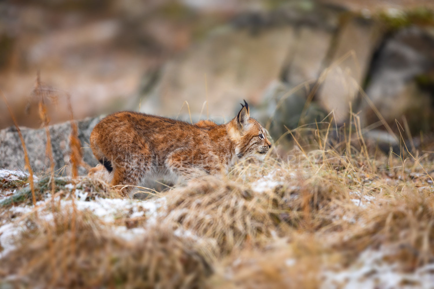 Focused eurasian lynx walking silent in the forest at early winter